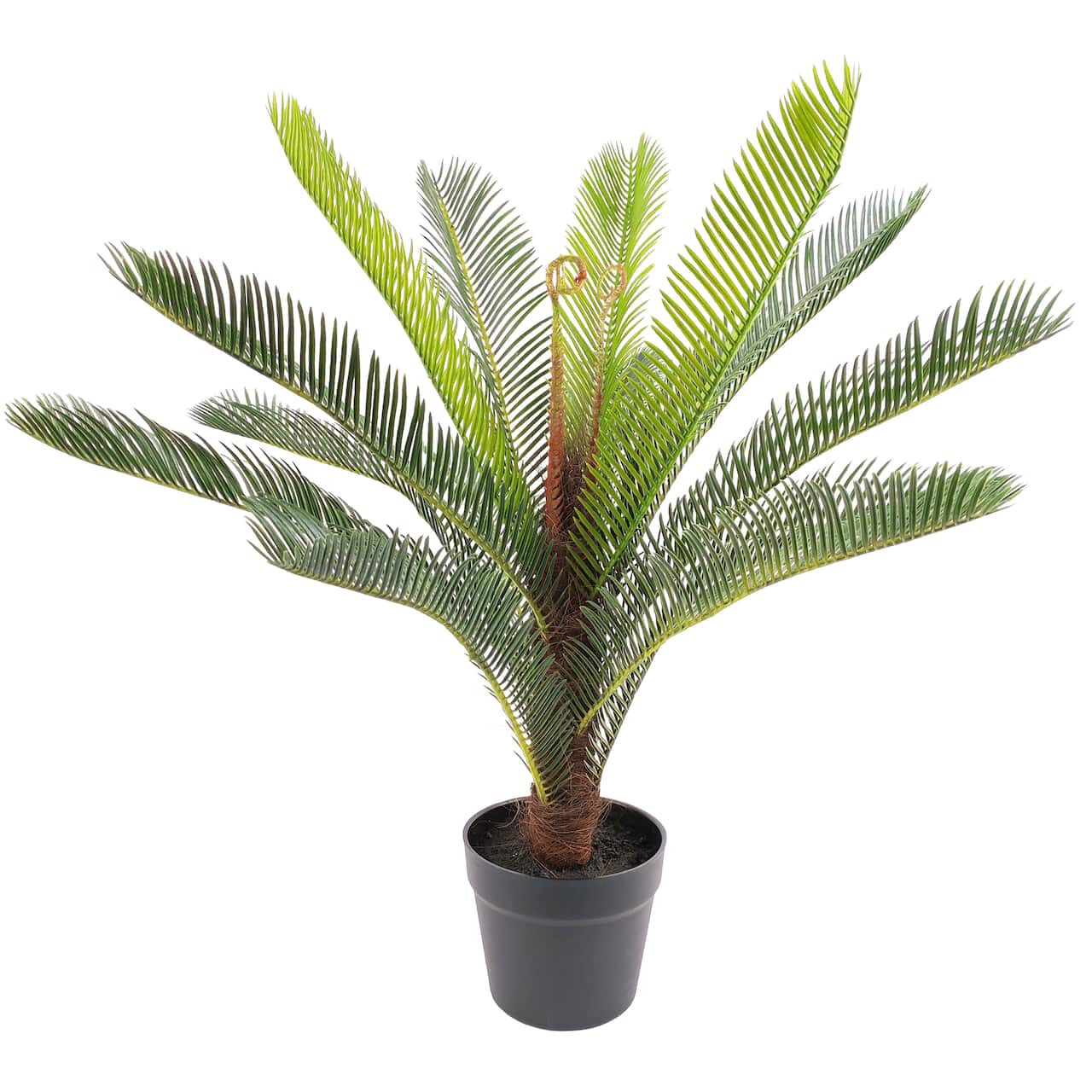 2ft. Premade Potted Sago Palm Plant by Ashland®